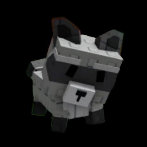 racoon